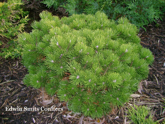 Pinus mugo 'March'